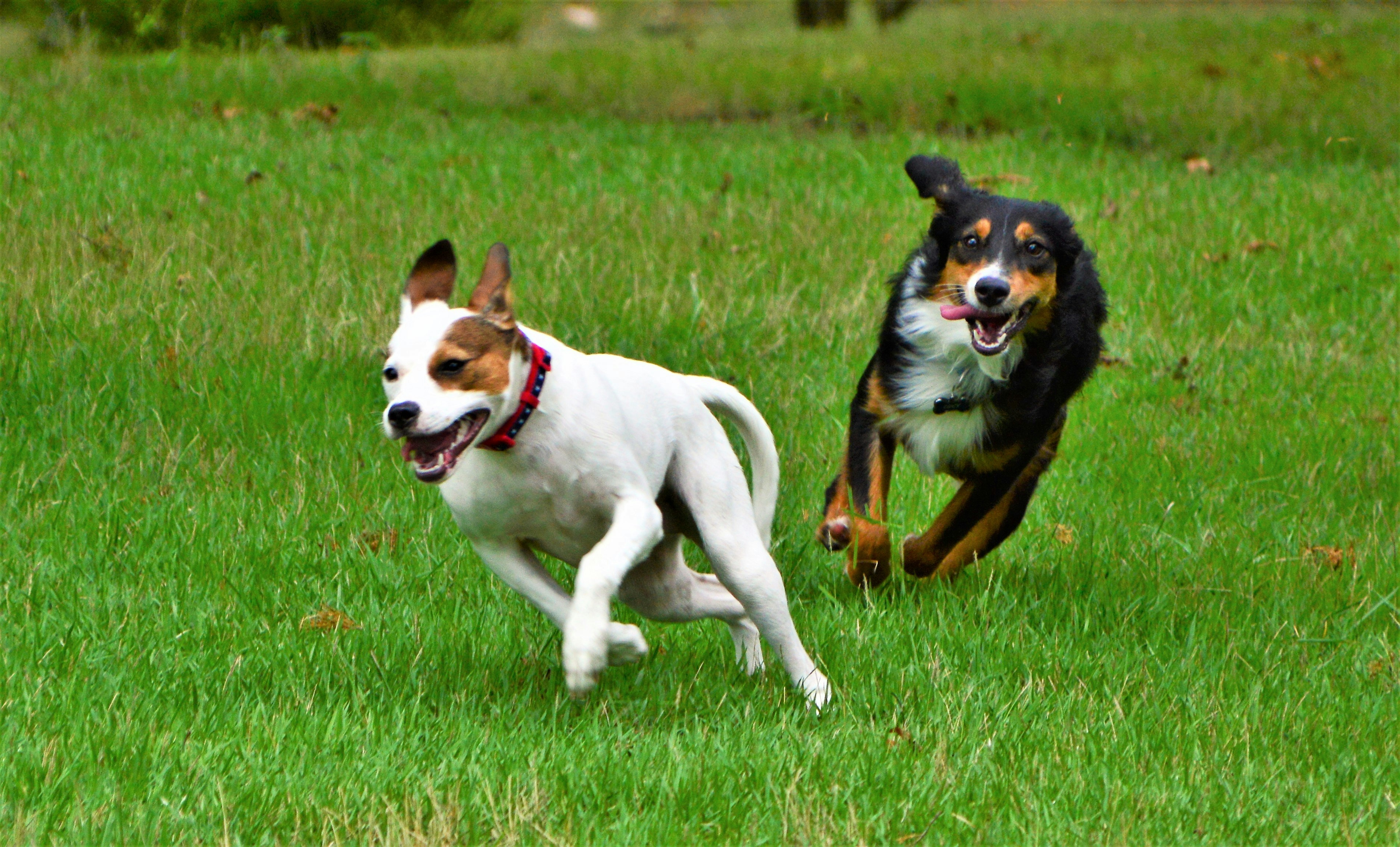 7th Brigade Park Dog Park