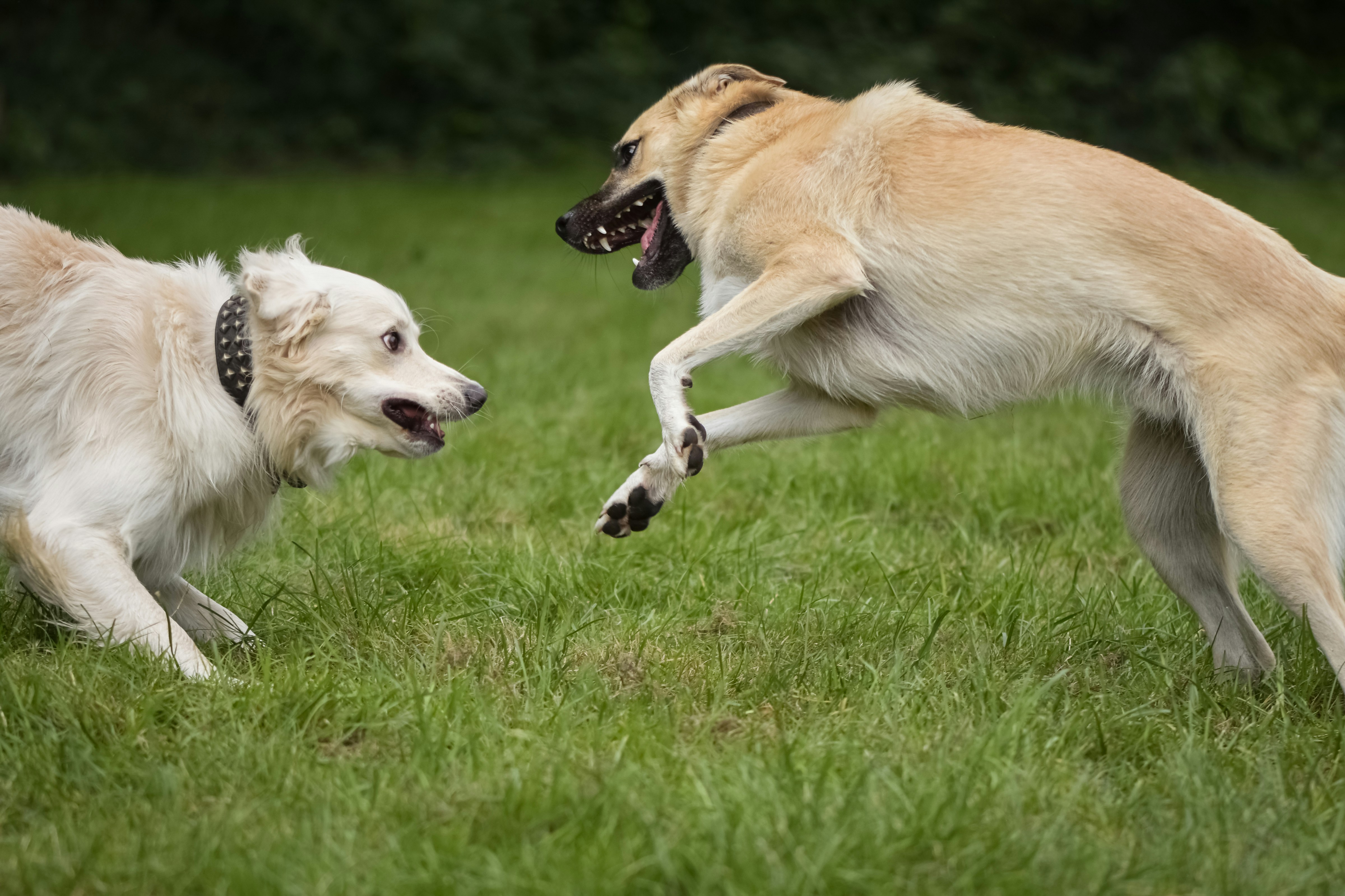 Bulimba Riverside Dog Park