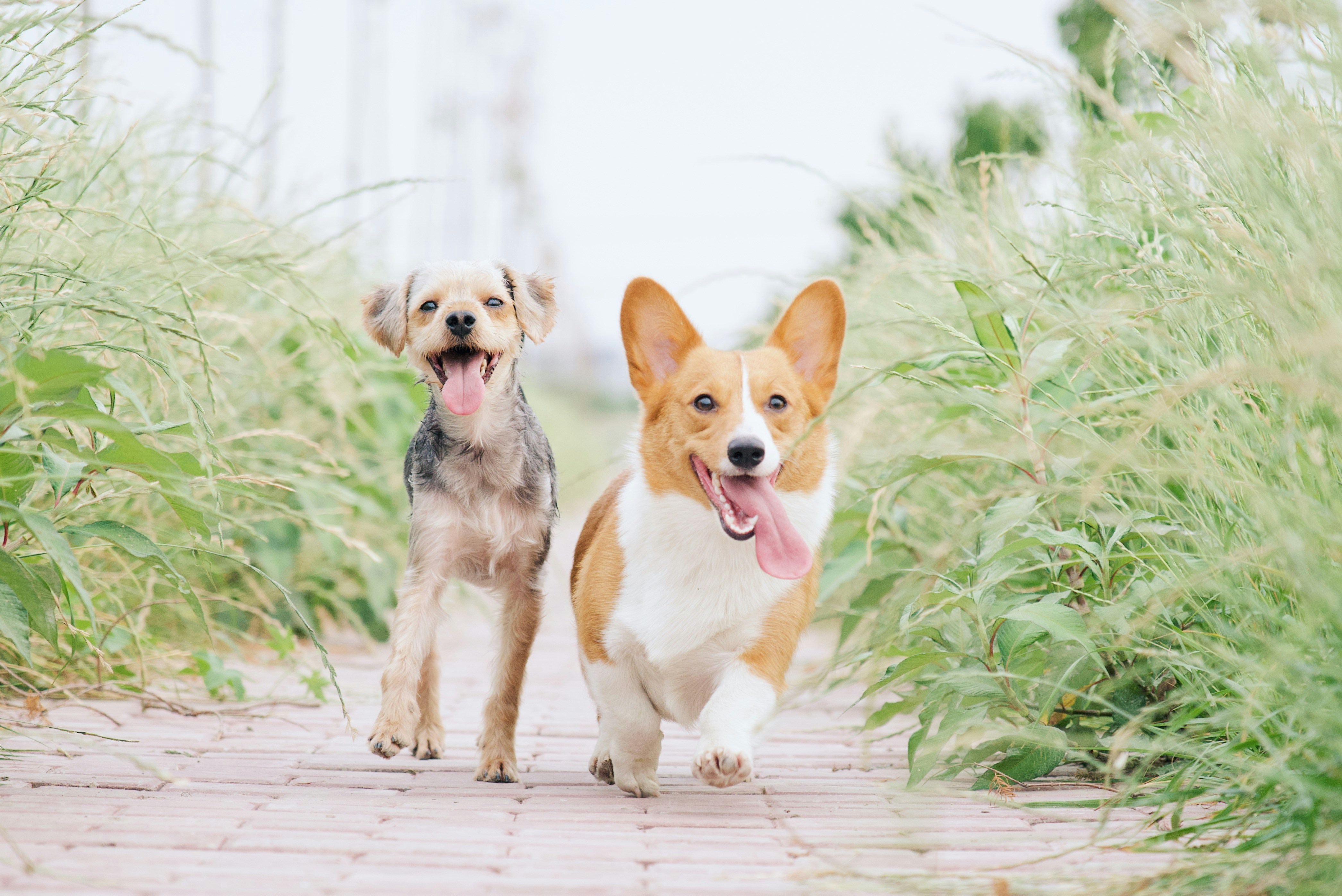 Calamvale District Park Dog Park