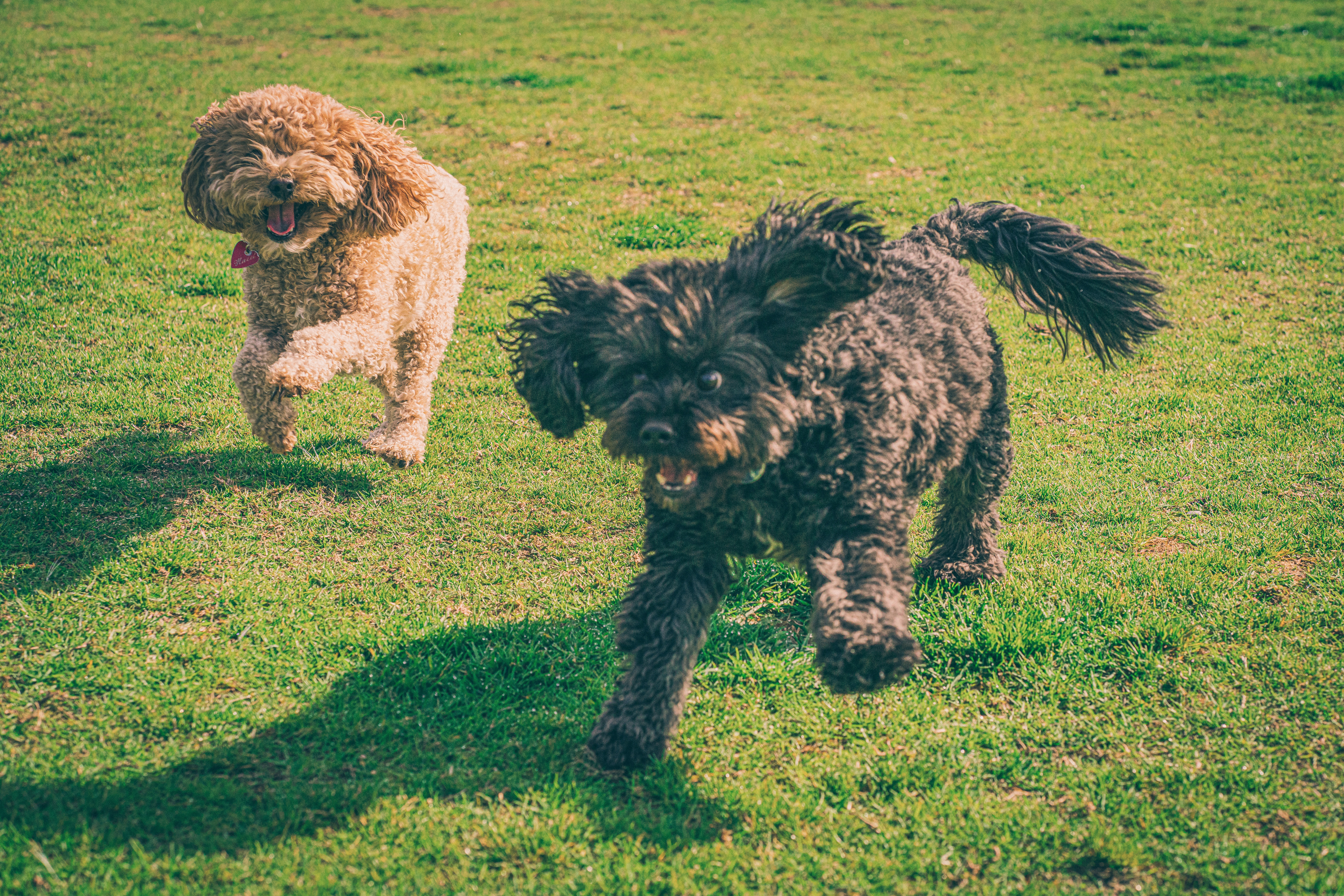 Carindale Recreation Reserve Dog Park