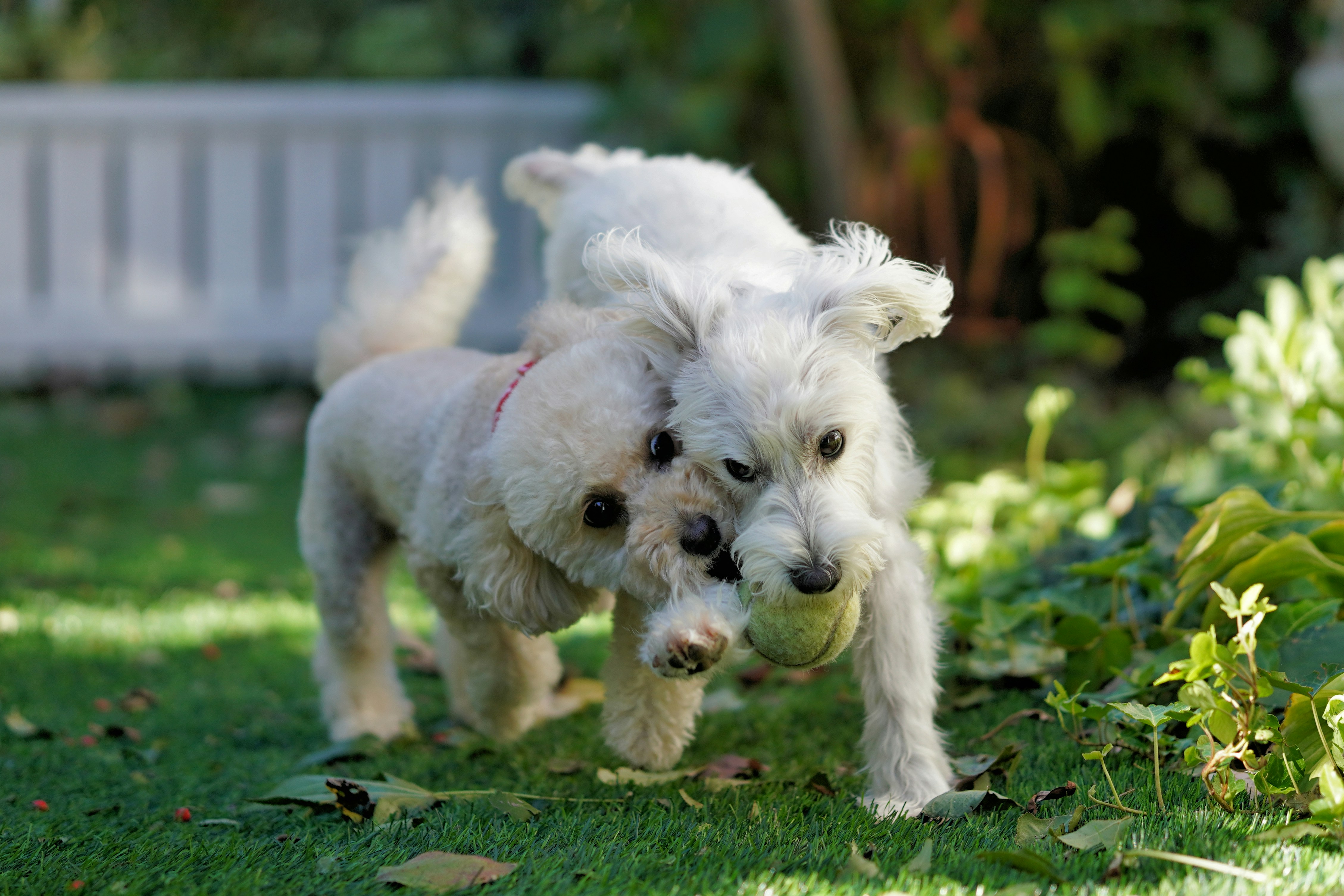 Coorparoo Off-Leash Dog Park