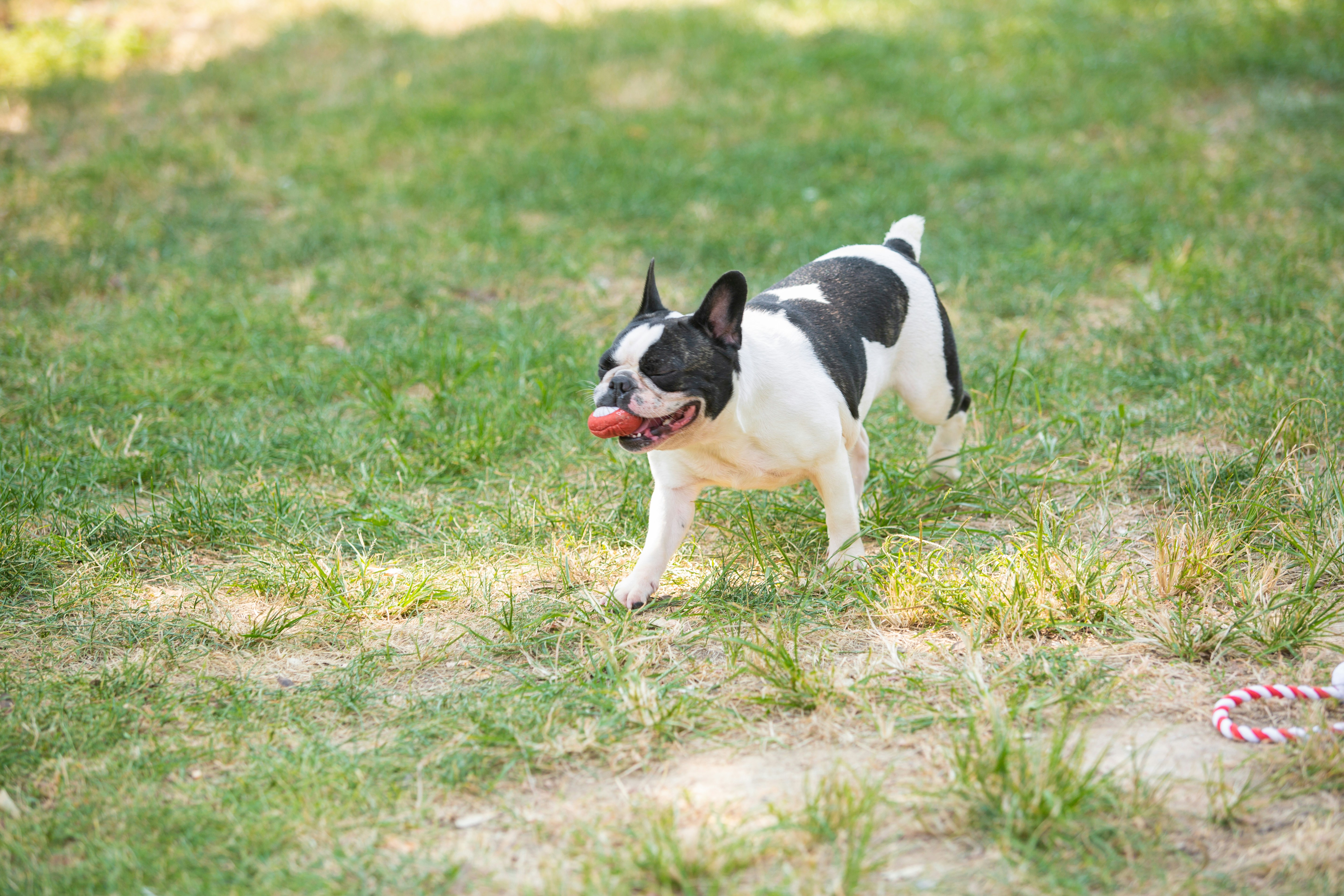 Downfall Creek Dog Park