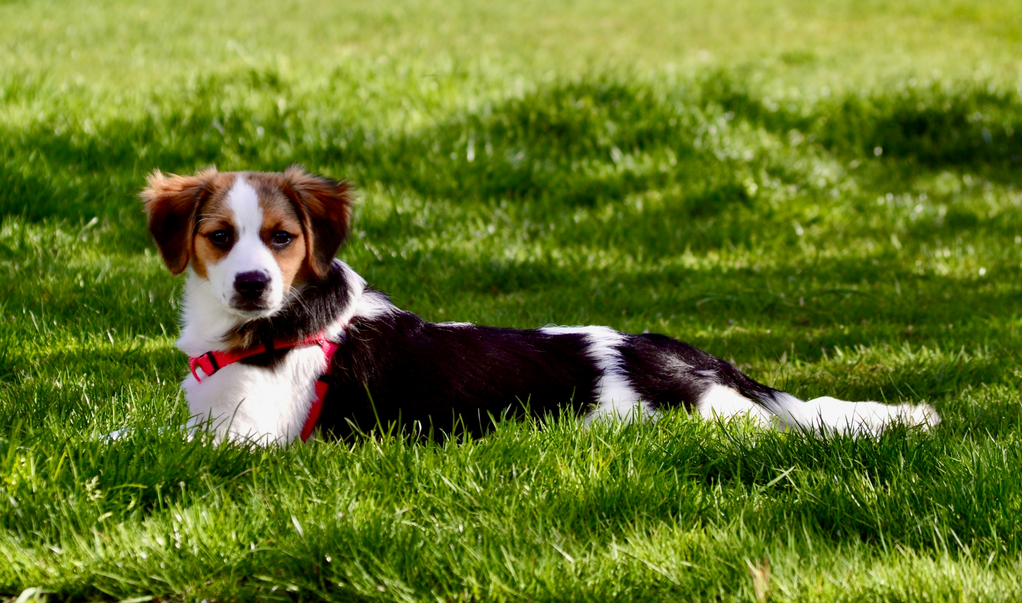 Glindemann Park Off-Leash Area