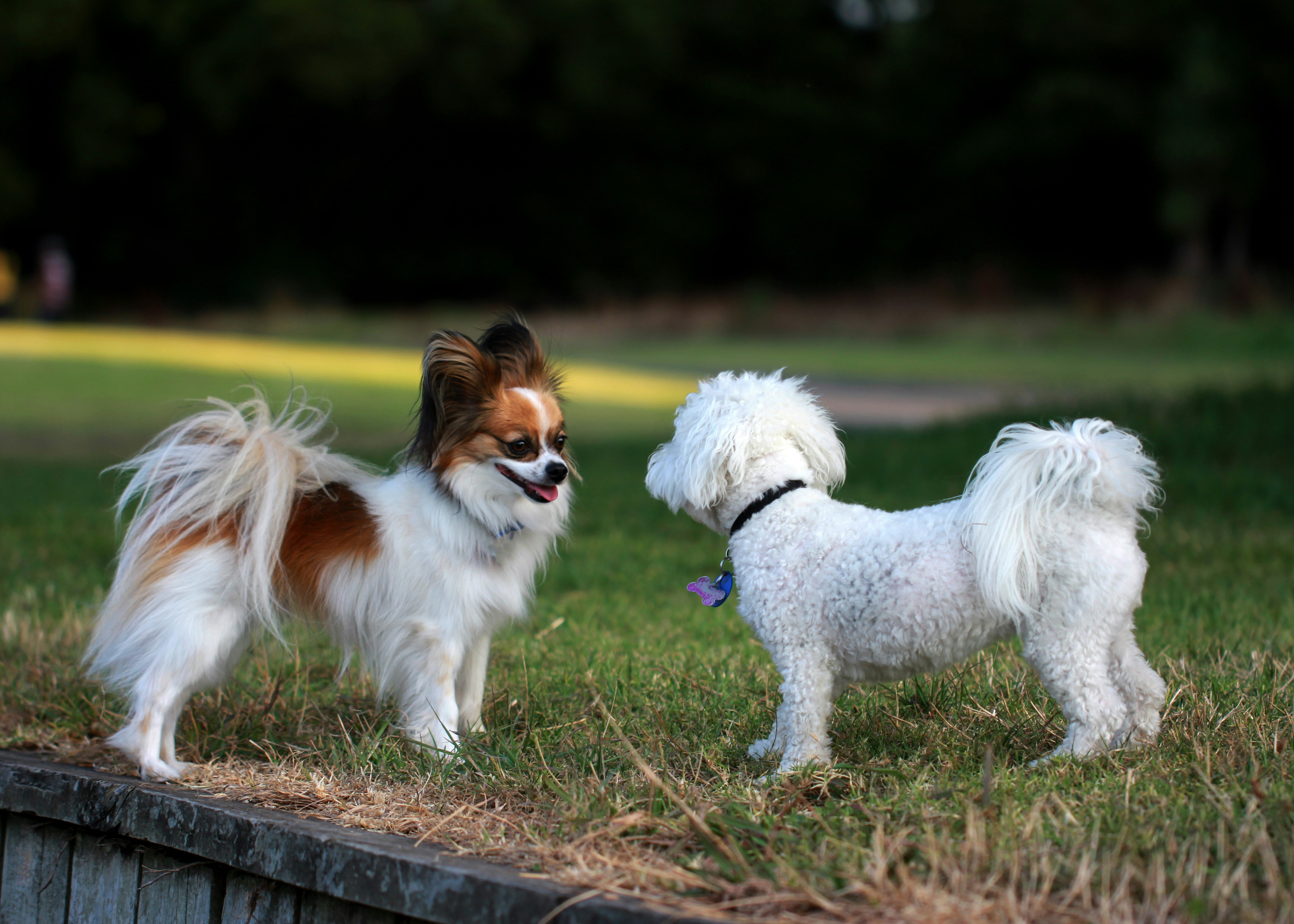 Hanlon Park Dog Park