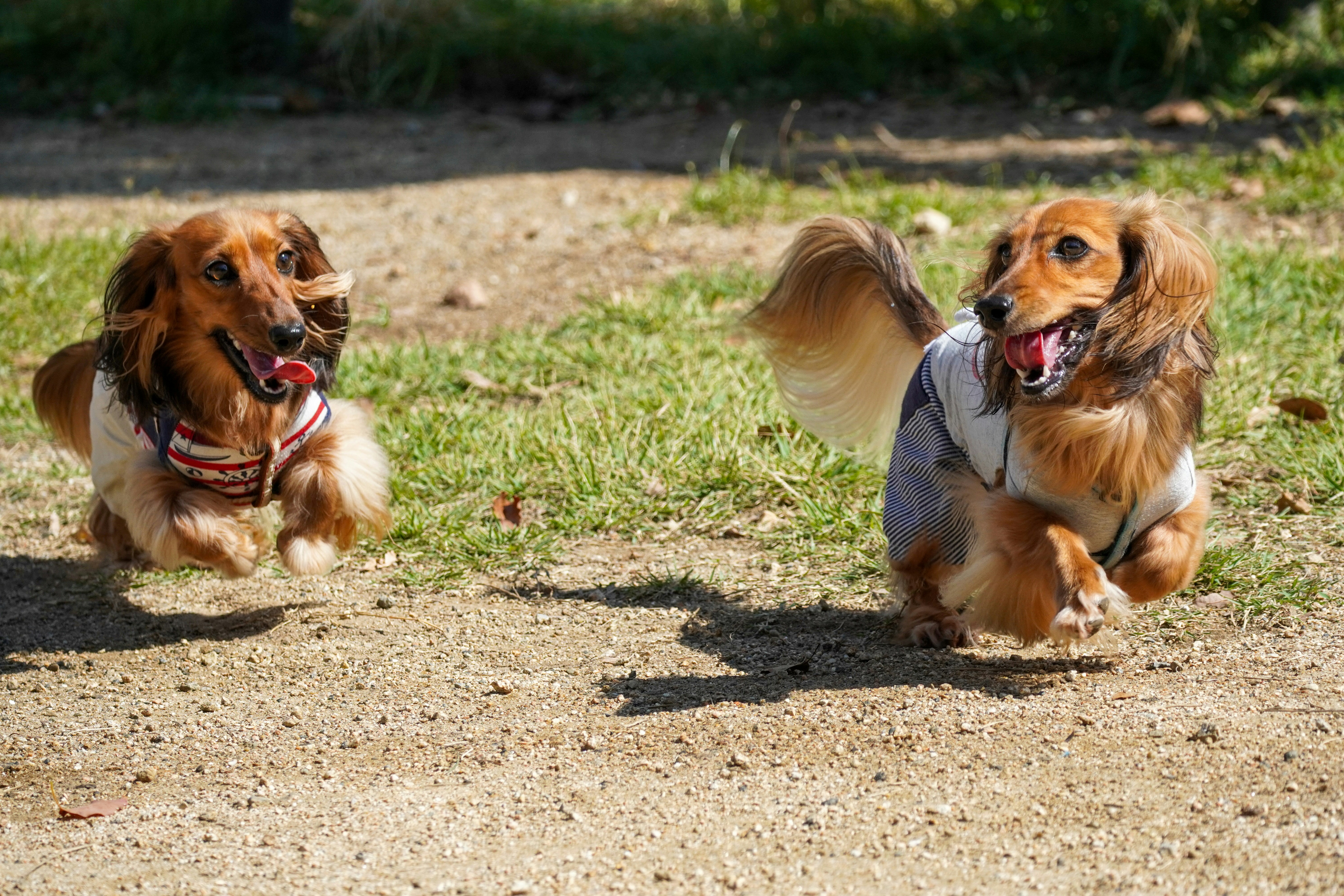 Heathwood Park Dog Park