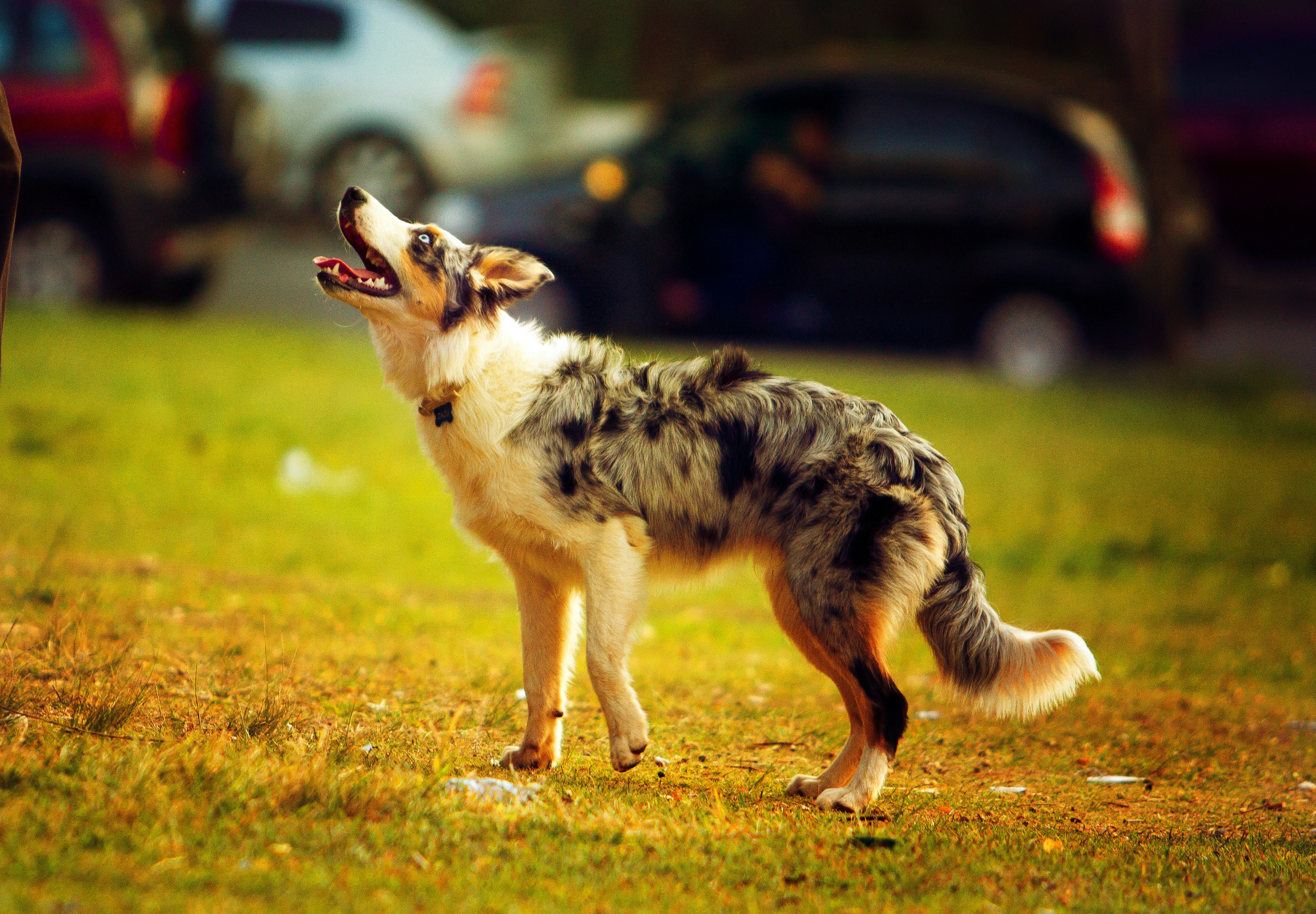 Kalinga Park Dog Off-Leash Area