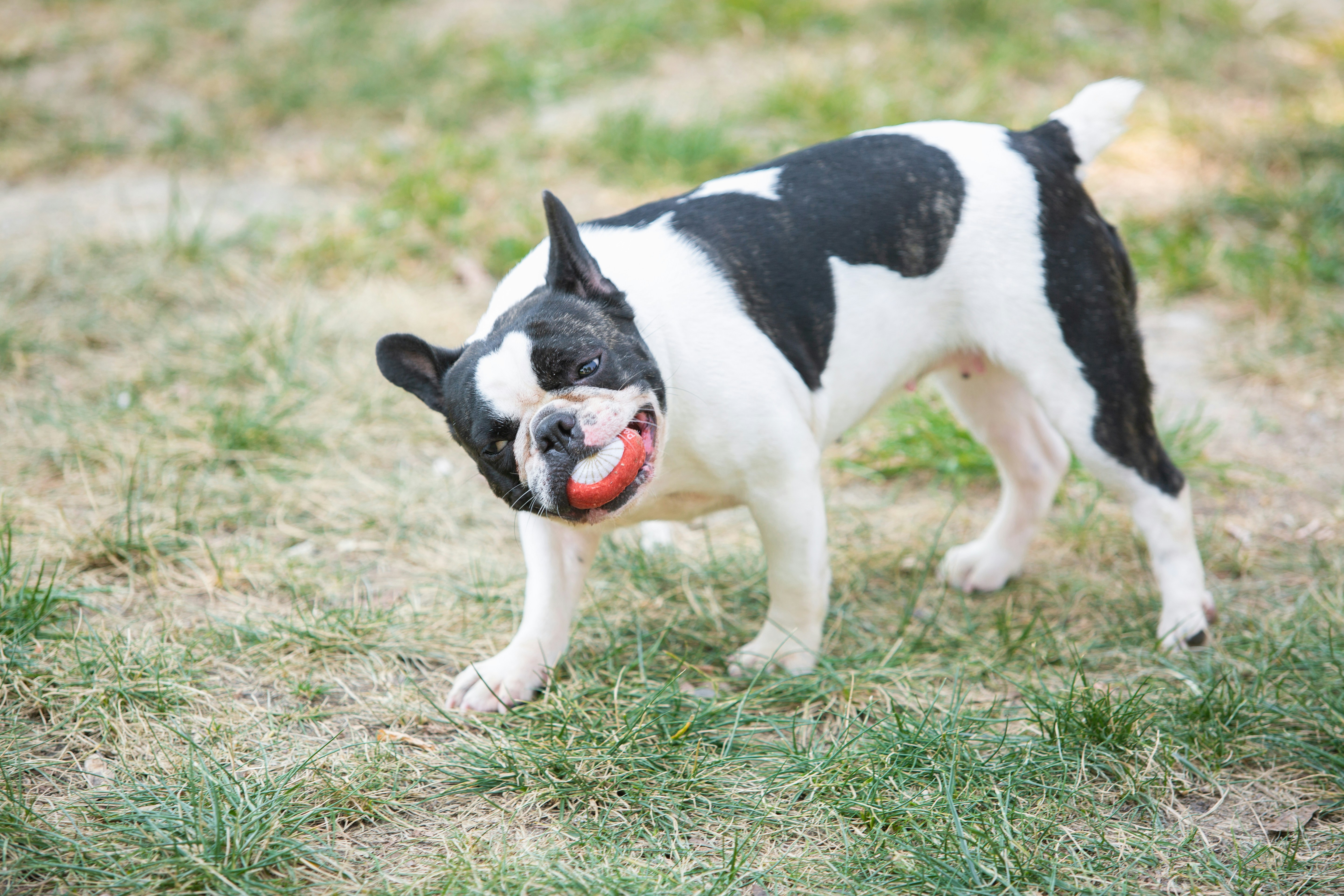 Kedron Brook Dog Park