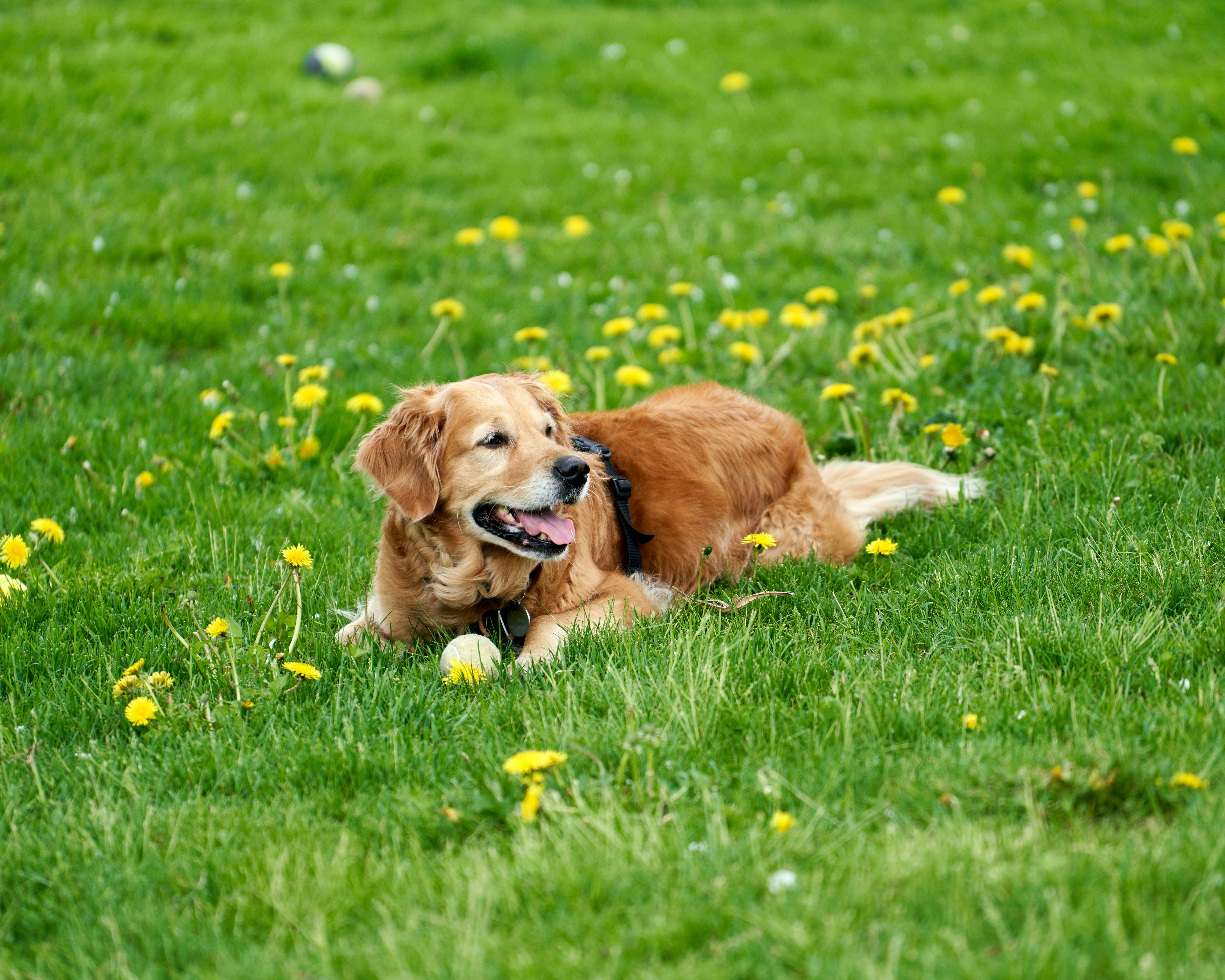Minnippi Parklands Dog Park
