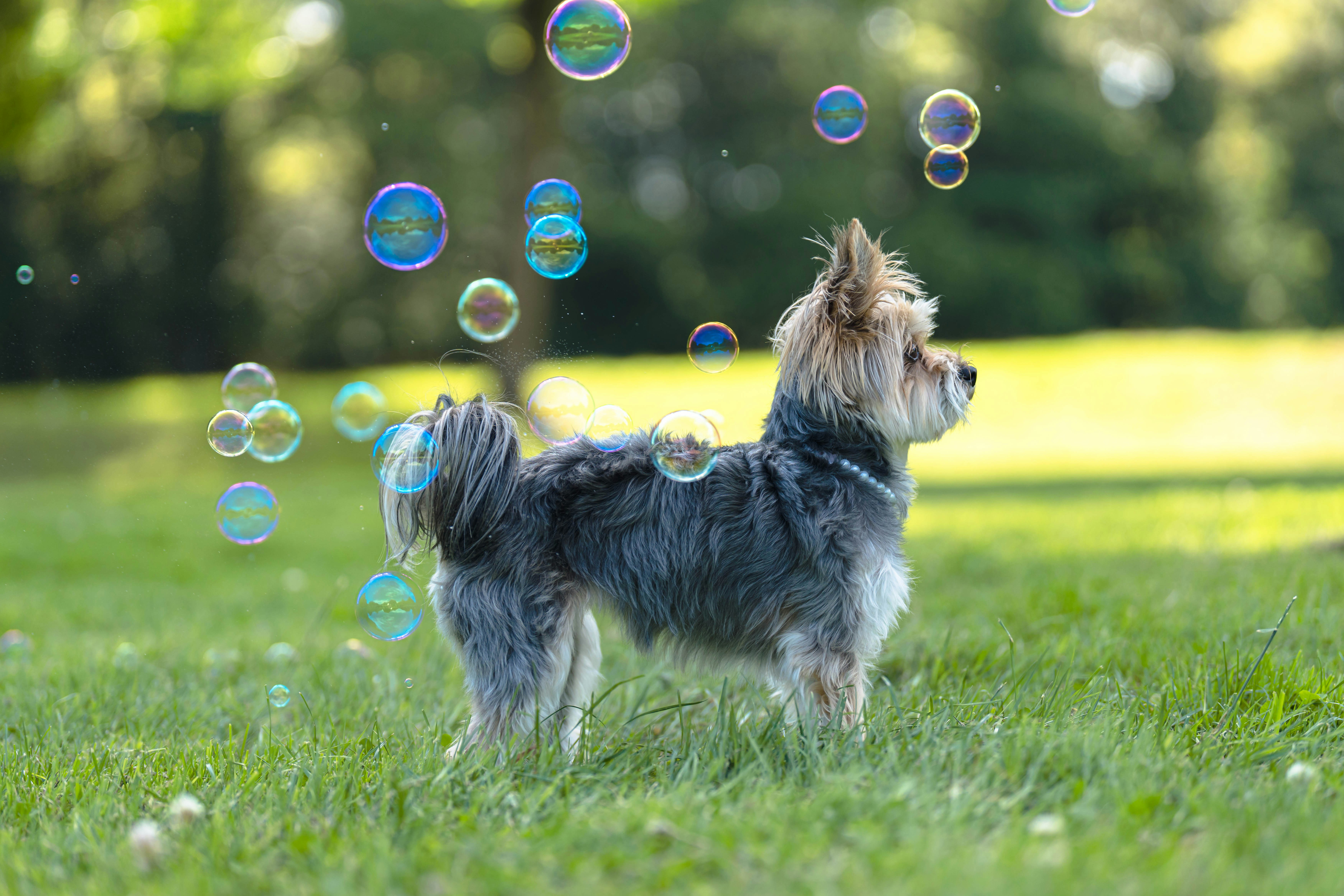 Orleigh Park Dog Park
