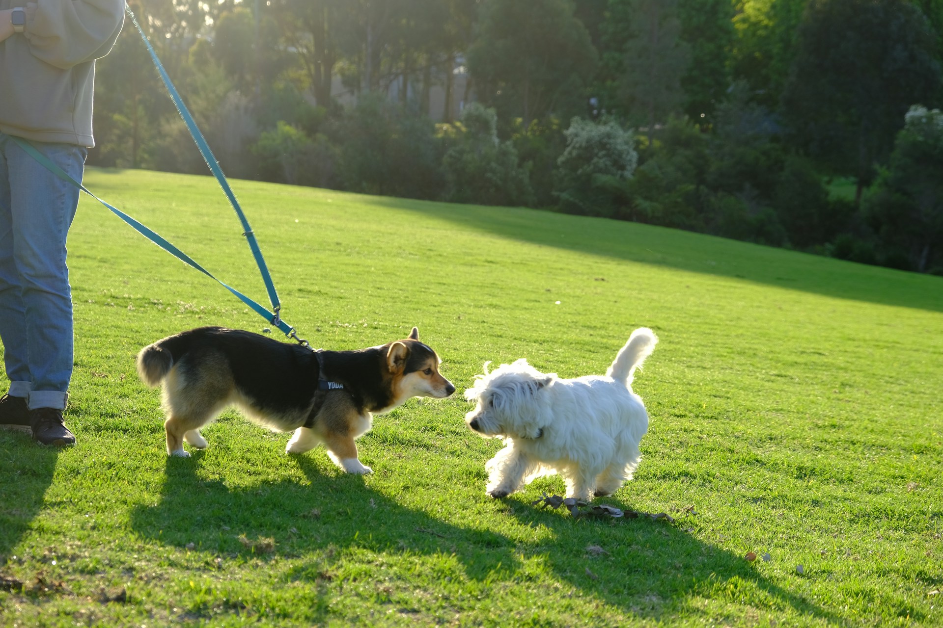 Paddington Dog Park