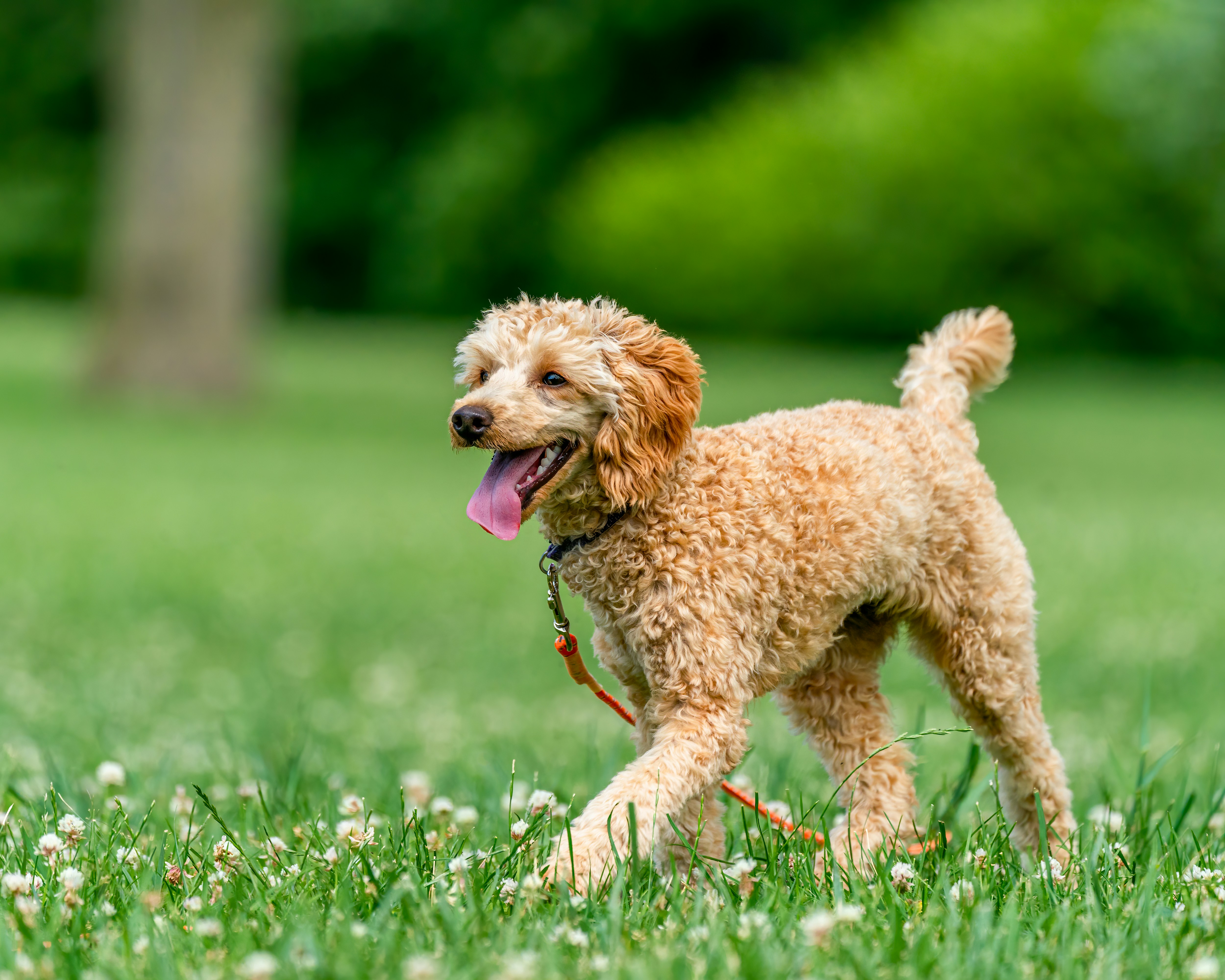 Perrin Park Off-Leash Area