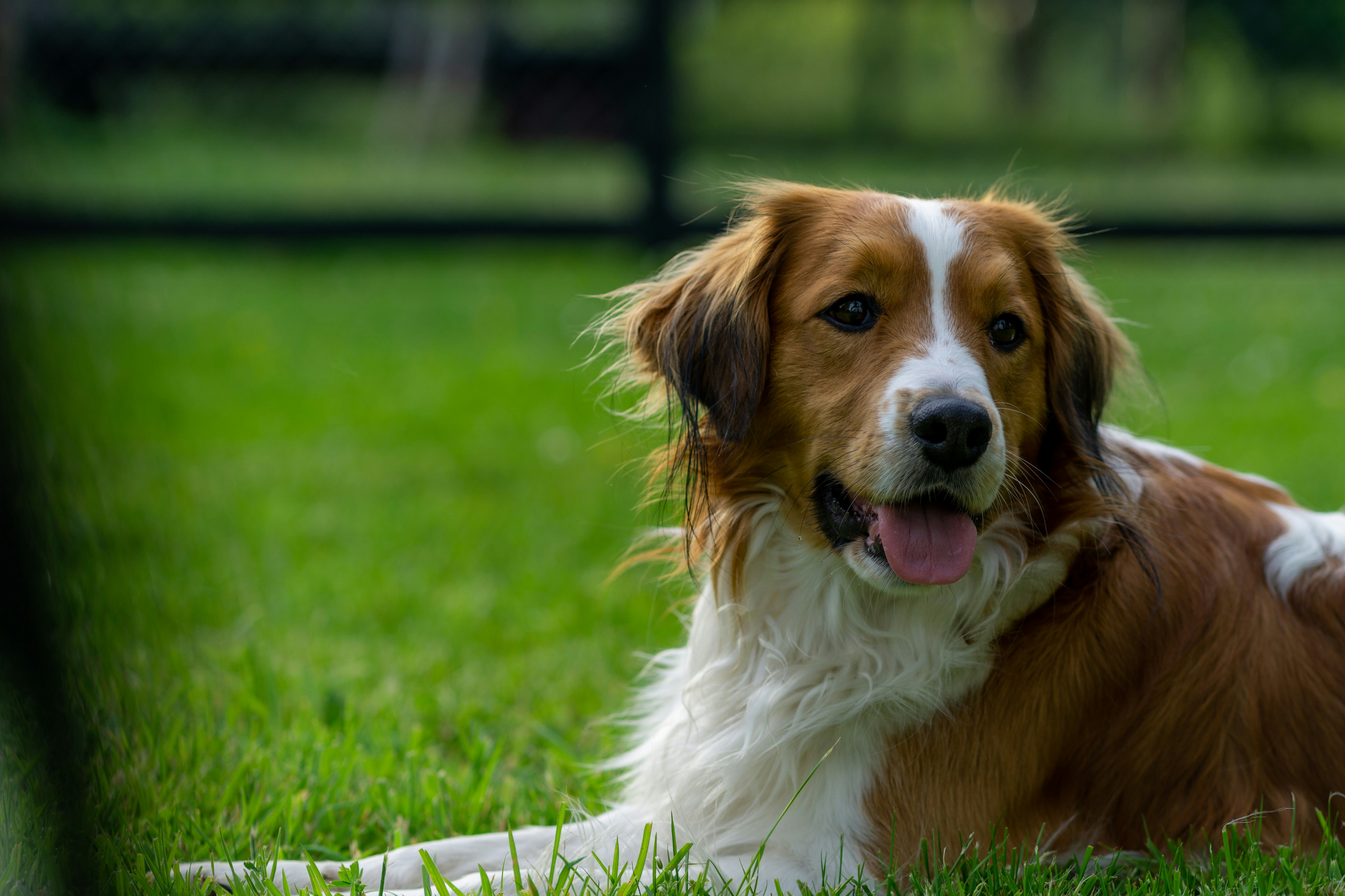 Powerhouse Park Off-Leash Area