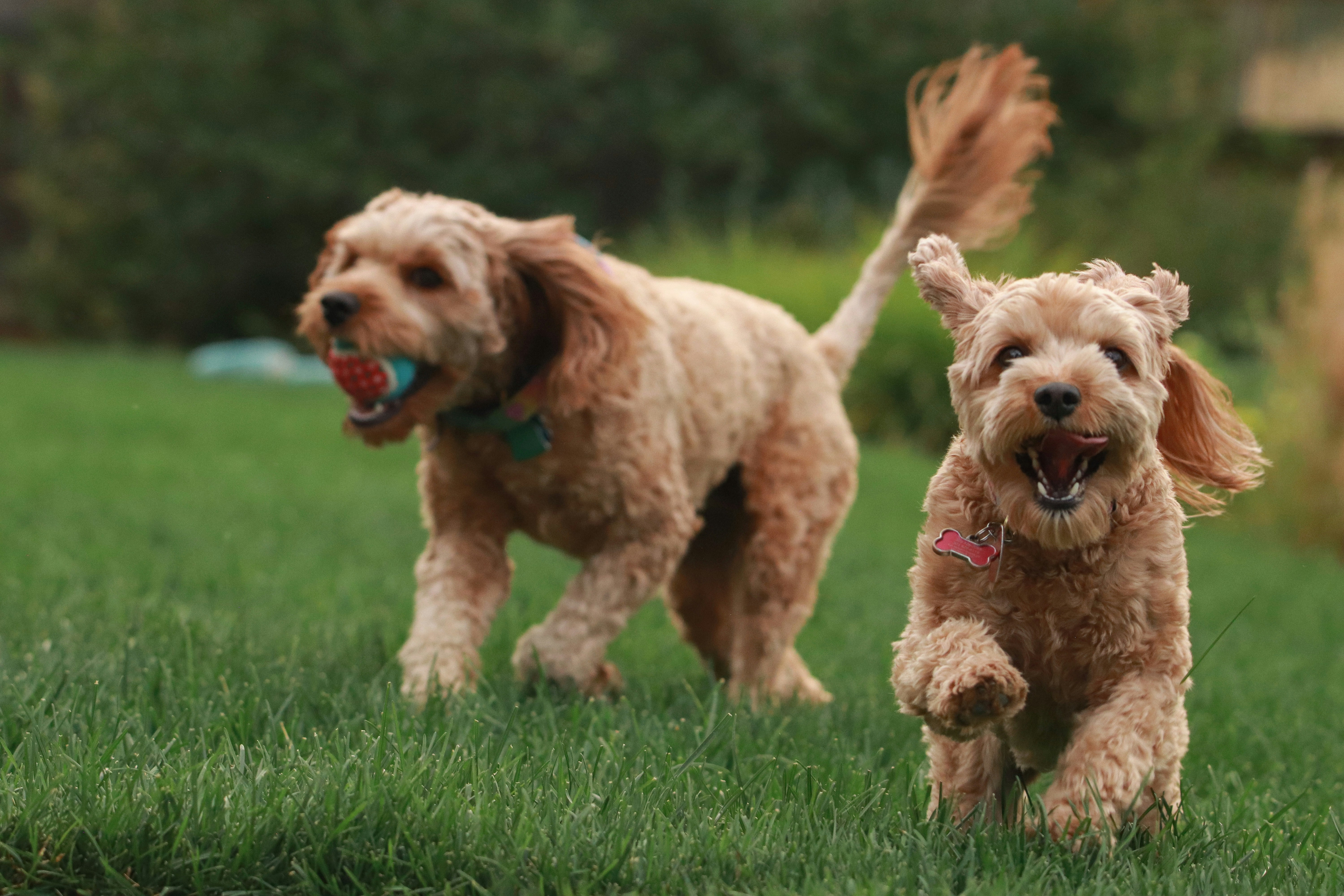 Tuckeroo Park Off-Leash Area