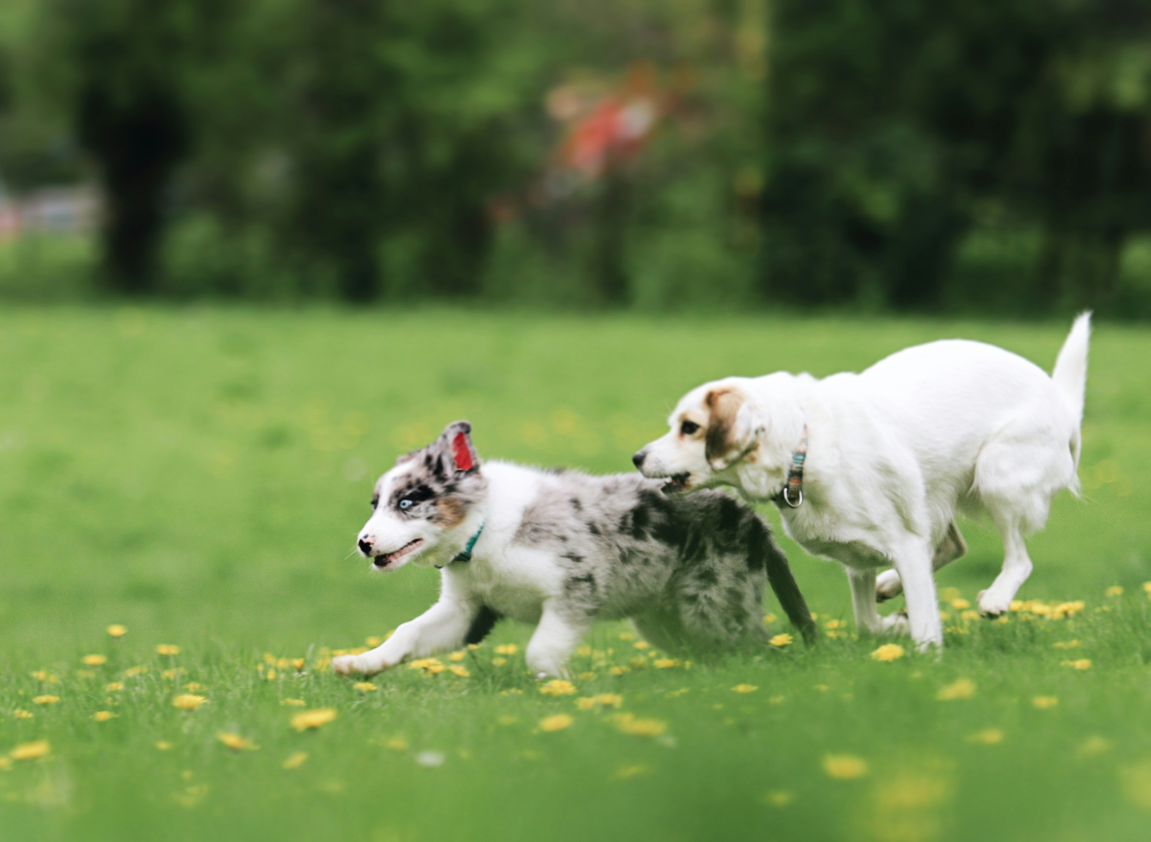 Victoria Dog Park