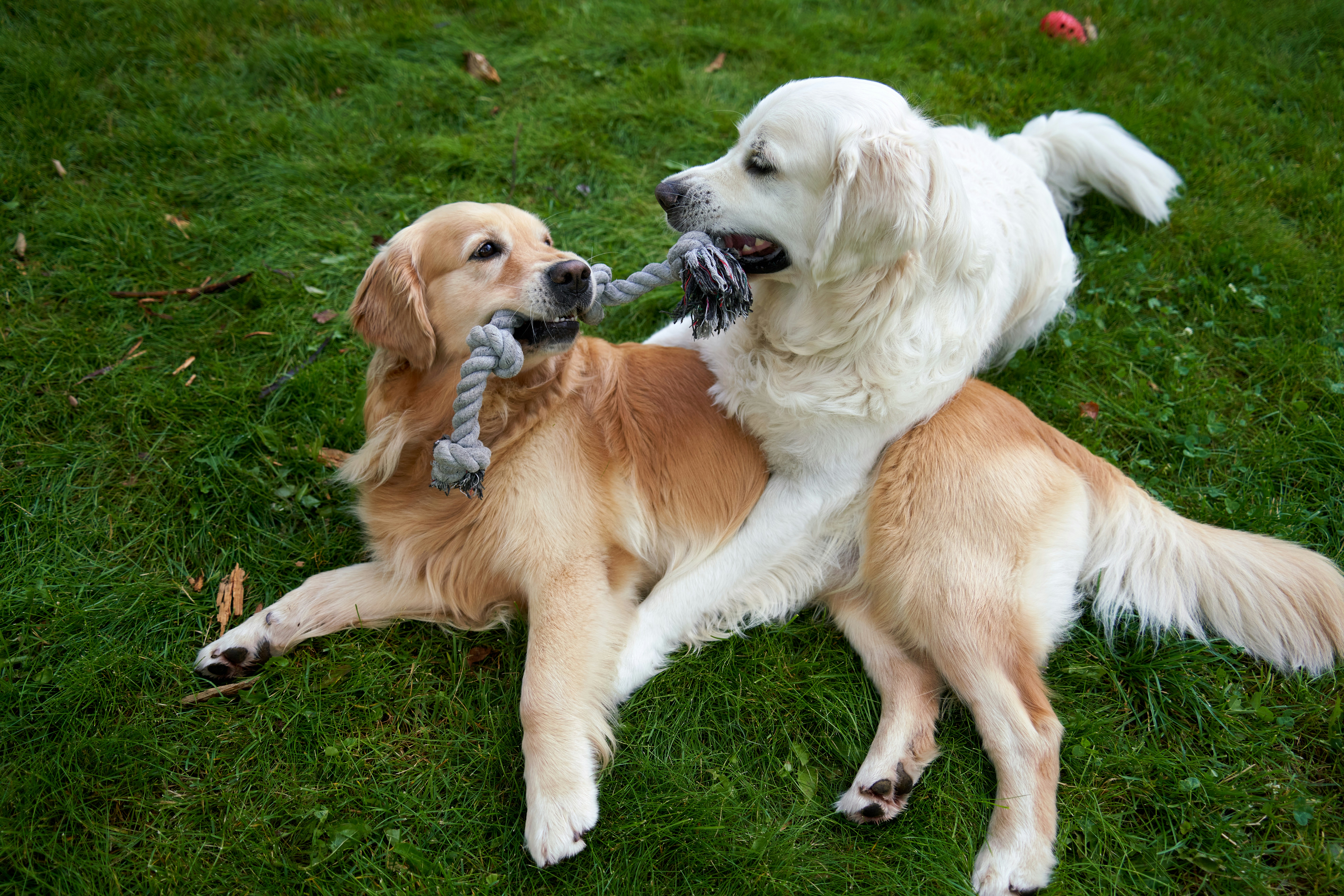 Whites Hill Reserve Dog Park
